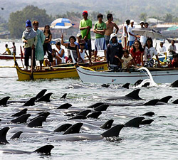 300dolphins