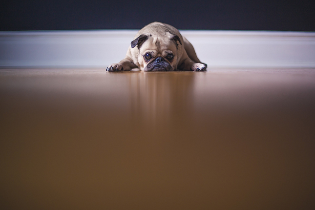 sad-pug