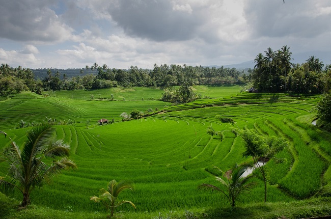 agriculture-farm